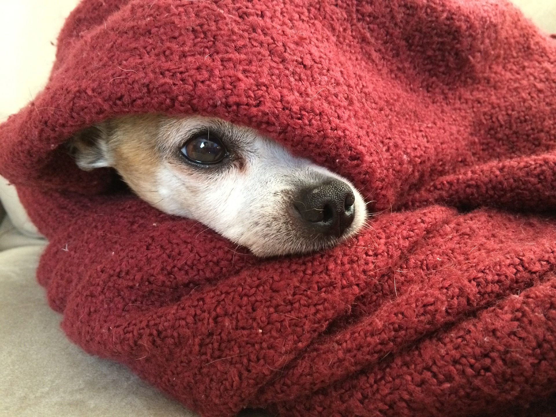 Pet Safety Cold Weather Winter