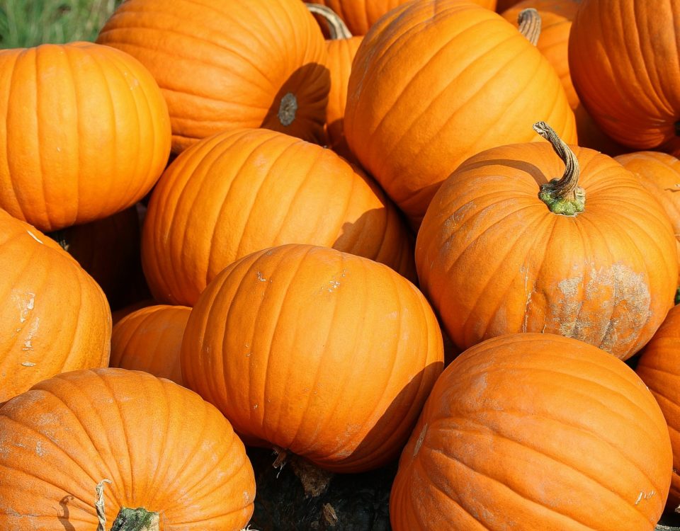 pumpkin, landscaping, landscape services, hoa management
