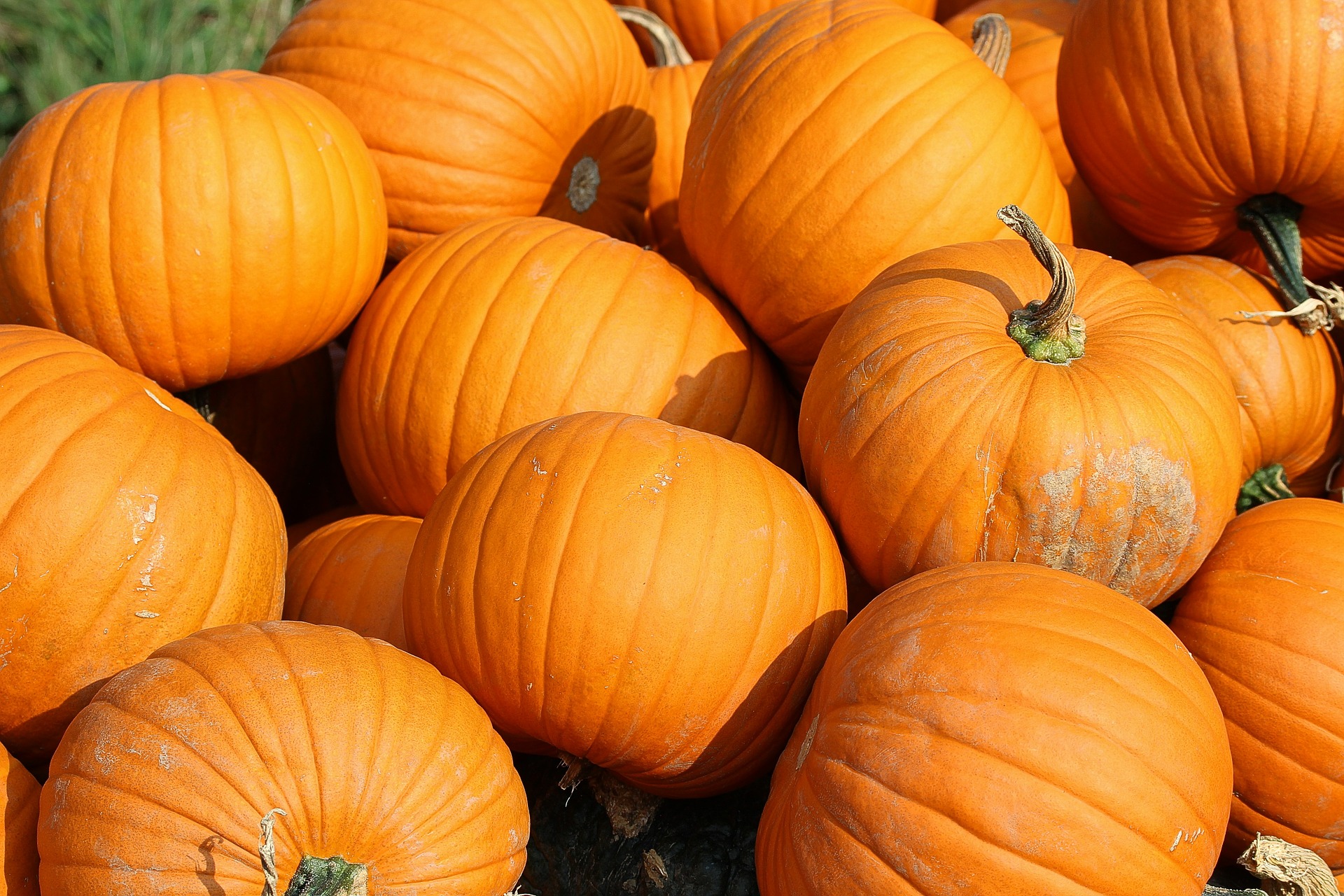 pumpkin, landscaping, landscape services, hoa management